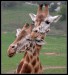 pár žiraf