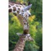 malá žirafi slečna