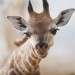 žirafí mládě