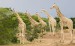 žirafy v poušti