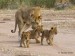 lví rodinka na procházce