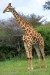 žirafa-kapská