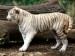 tygří mládě